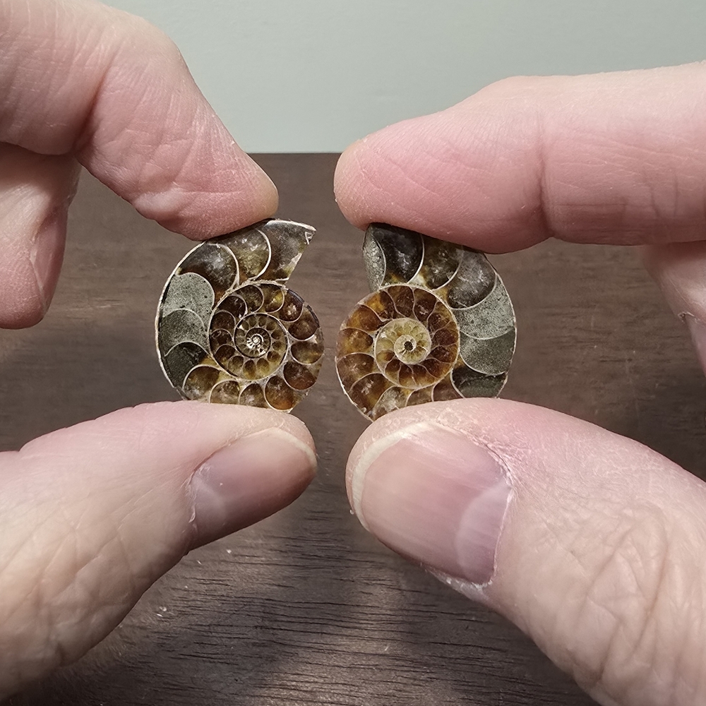 Ammonite Crystal Fossils #B - Picture 5 of 5